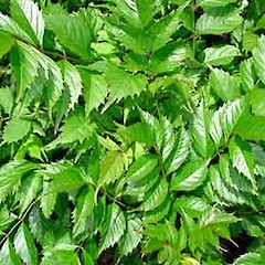 Foliage, Ex Cult., 31 Dec 2006, Mt Albert, Auckland.<br>Photographer: Peter J de Lange, Licence: <a target='_blank' href='https://creativecommons.org/licenses/by-nc/4.0'>CC BY-NC</a>.