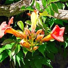 Flowers and buds, Ex Cult., 31 Dec 2006, Mt Albert, Auckland.<br>Photographer: Peter J de Lange, Licence: <a target='_blank' href='https://creativecommons.org/licenses/by-nc/4.0'>CC BY-NC</a>.