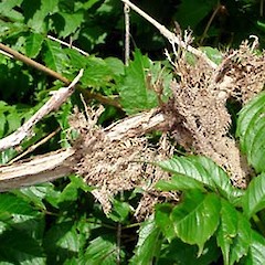 Section of old stem showing adventitious roots, Ex Cult., 31 Dec 2006, Mt Albert, Auckland.<br>Photographer: Peter J de Lange, Licence: <a target='_blank' href='https://creativecommons.org/licenses/by-nc/4.0'>CC BY-NC</a>.