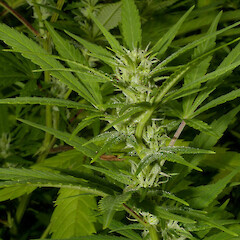 Cannabis sativa • New Zealand Plant Conservation Network