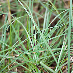 Te Marua, Upper Hutt.<br>Photographer: Jeremy R. Rolfe, Date taken: 14/04/2007, Licence: <a target='_blank' href='https://creativecommons.org/licenses/by/4.0'>CC BY</a>. <a class='member-message' href='/nzpcn/why-join-nzpcn/' target='_blank'>Members can view a larger version of this image.</a>