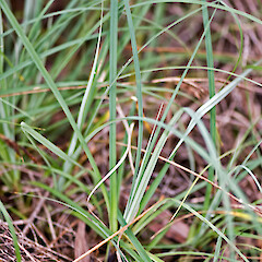 Te Marua, Upper Hutt.<br>Photographer: Jeremy R. Rolfe, Date taken: 14/04/2007, Licence: <a target='_blank' href='https://creativecommons.org/licenses/by/4.0'>CC BY</a>. <a class='member-message' href='/nzpcn/why-join-nzpcn/' target='_blank'>Members can view a larger version of this image.</a>