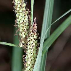 Carex flacca