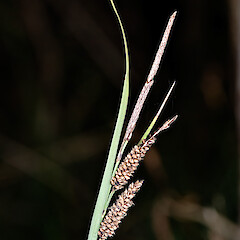 Staminate spike (top) and pistillate spikes. Te Marua, Upper Hutt.<br>Photographer: Jeremy R. Rolfe, Date taken: 14/04/2007, Licence: <a target='_blank' href='https://creativecommons.org/licenses/by/4.0'>CC BY</a>. <a class='member-message' href='/nzpcn/why-join-nzpcn/' target='_blank'>Members can view a larger version of this image.</a>