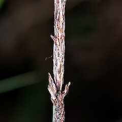 Staminate spike. Te Marua, Upper Hutt.<br>Photographer: Jeremy R. Rolfe, Date taken: 14/04/2007, Licence: <a target='_blank' href='https://creativecommons.org/licenses/by/4.0'>CC BY</a>. <a class='member-message' href='/nzpcn/why-join-nzpcn/' target='_blank'>Members can view a larger version of this image.</a>