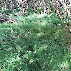 Carex flacca.<br>Photographer: Paul Champion, Date taken: 30/04/2012, Licence: All rights reserved. <a class='member-message' href='/nzpcn/why-join-nzpcn/' target='_blank'>Members can view a larger version of this image.</a>