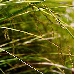 Carex longebrachiata