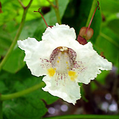 Catalpa bignonioides close up of flower, Ex Cult. 26 Dec 2006, Western Springs Park, Auckland.<br>Photographer: Peter J de Lange, Licence: <a target='_blank' href='https://creativecommons.org/licenses/by-nc/4.0'>CC BY-NC</a>.