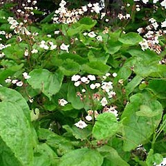 Catalpa bignonioides in flower, Ex Cult. 26 Dec 2006, Western Springs Park, Auckland.<br>Photographer: Peter J de Lange, Licence: <a target='_blank' href='https://creativecommons.org/licenses/by-nc/4.0'>CC BY-NC</a>.