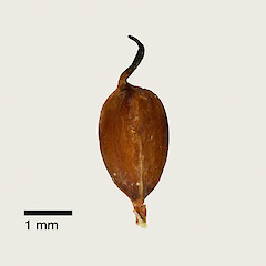 Nut. Whitireia Park, Titahi Bay, Porirua.<br>Photographer: Jeremy R. Rolfe, Date taken: 25/12/2010, Licence: <a target='_blank' href='https://creativecommons.org/licenses/by/4.0'>CC BY</a>. <a class='member-message' href='/nzpcn/why-join-nzpcn/' target='_blank'>Members can view a larger version of this image.</a>