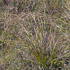 Whitireia Park, Titahi Bay, Porirua.<br>Photographer: Jeremy R. Rolfe, Date taken: 25/12/2010, Licence: <a target='_blank' href='https://creativecommons.org/licenses/by/4.0'>CC BY</a>. <a class='member-message' href='/nzpcn/why-join-nzpcn/' target='_blank'>Members can view a larger version of this image.</a>