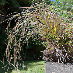 Carex iynx