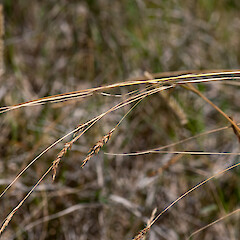 Spikes. Whitireia Park, Titahi Bay, Porirua.<br>Photographer: Jeremy R. Rolfe, Date taken: 25/12/2010, Licence: <a target='_blank' href='https://creativecommons.org/licenses/by/4.0'>CC BY</a>. <a class='member-message' href='/nzpcn/why-join-nzpcn/' target='_blank'>Members can view a larger version of this image.</a>