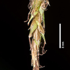Portion of spike. Whitireia Park, Titahi Bay, Porirua.<br>Photographer: Jeremy R. Rolfe, Date taken: 25/12/2010, Licence: <a target='_blank' href='https://creativecommons.org/licenses/by/4.0'>CC BY</a>. <a class='member-message' href='/nzpcn/why-join-nzpcn/' target='_blank'>Members can view a larger version of this image.</a>