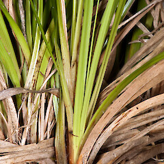 Base of plant. Whitireia Park, Titahi Bay, Porirua.<br>Photographer: Jeremy R. Rolfe, Date taken: 25/12/2010, Licence: <a target='_blank' href='https://creativecommons.org/licenses/by/4.0'>CC BY</a>. <a class='member-message' href='/nzpcn/why-join-nzpcn/' target='_blank'>Members can view a larger version of this image.</a>