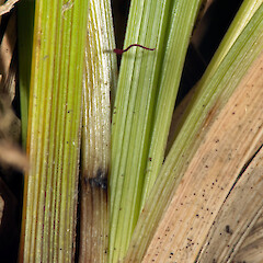 Leaf bases. Whitireia Park, Titahi Bay, Porirua.<br>Photographer: Jeremy R. Rolfe, Date taken: 25/12/2010, Licence: <a target='_blank' href='https://creativecommons.org/licenses/by/4.0'>CC BY</a>. <a class='member-message' href='/nzpcn/why-join-nzpcn/' target='_blank'>Members can view a larger version of this image.</a>