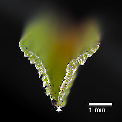 Transverse section of leaf. Whitireia Park, Titahi Bay, Porirua.<br>Photographer: Jeremy R. Rolfe, Date taken: 26/12/2010, Licence: <a target='_blank' href='https://creativecommons.org/licenses/by/4.0'>CC BY</a>. <a class='member-message' href='/nzpcn/why-join-nzpcn/' target='_blank'>Members can view a larger version of this image.</a>