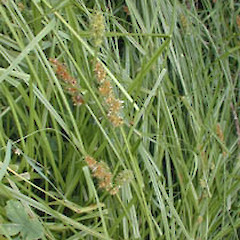 Carex otrubae.<br>Photographer: Mike Thorsen, Licence: All rights reserved.