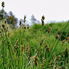 Gordon Park Scenic Reserve, Wanganui. Nov 2007.<br>Photographer: Colin C. Ogle, Licence: <a target='_blank' href='https://creativecommons.org/licenses/by-nc/4.0'>CC BY-NC</a>.