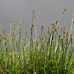 Gordon Park Scenic Reserve, Wanganui. Nov 2007.<br>Photographer: Colin C. Ogle, Licence: <a target='_blank' href='https://creativecommons.org/licenses/by-nc/4.0'>CC BY-NC</a>.