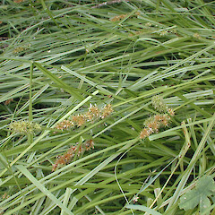 Carex otrubae