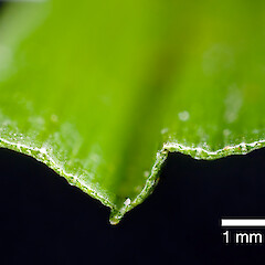 Transverse section of leaf (from a specimen collected by Pat Enright).<br>Photographer: Jeremy R. Rolfe, Date taken: 18/02/2011, Licence: <a target='_blank' href='https://creativecommons.org/licenses/by/4.0'>CC BY</a>. <a class='member-message' href='/nzpcn/why-join-nzpcn/' target='_blank'>Members can view a larger version of this image.</a>