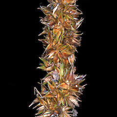 Spike (from a specimen collected by Pat Enright).<br>Photographer: Jeremy R. Rolfe, Date taken: 18/02/2011, Licence: <a target='_blank' href='https://creativecommons.org/licenses/by/4.0'>CC BY</a>. <a class='member-message' href='/nzpcn/why-join-nzpcn/' target='_blank'>Members can view a larger version of this image.</a>