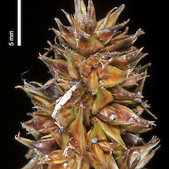 Upper portion of spike (from a specimen collected by Pat Enright).<br>Photographer: Jeremy R. Rolfe, Date taken: 18/02/2011, Licence: <a target='_blank' href='https://creativecommons.org/licenses/by/4.0'>CC BY</a>. <a class='member-message' href='/nzpcn/why-join-nzpcn/' target='_blank'>Members can view a larger version of this image.</a>