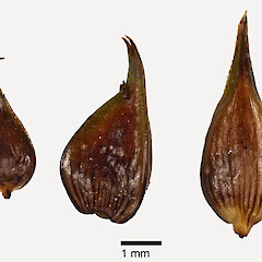 Adaxial view of utricles (from a specimen collected by Pat Enright).<br>Photographer: Jeremy R. Rolfe, Date taken: 17/02/2011, Licence: <a target='_blank' href='https://creativecommons.org/licenses/by/4.0'>CC BY</a>. <a class='member-message' href='/nzpcn/why-join-nzpcn/' target='_blank'>Members can view a larger version of this image.</a>