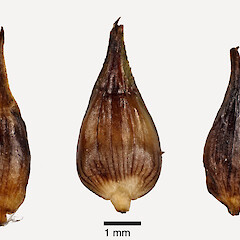 Abaxial view of utricles (from a specimen collected by Pat Enright).<br>Photographer: Jeremy R. Rolfe, Date taken: 17/02/2011, Licence: <a target='_blank' href='https://creativecommons.org/licenses/by/4.0'>CC BY</a>. <a class='member-message' href='/nzpcn/why-join-nzpcn/' target='_blank'>Members can view a larger version of this image.</a>