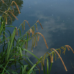 Carex pendula