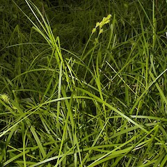 Carex scoparia, Howarth wetland, Te Aroha.<br>Photographer: John Smith-Dodsworth, Licence: <a target='_blank' href='https://creativecommons.org/licenses/by-nc/4.0'>CC BY-NC</a>. <a class='member-message' href='/nzpcn/why-join-nzpcn/' target='_blank'>Members can view a larger version of this image.</a>