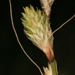 Carex scoparia.<br>Photographer: Trevor James, Date taken: 16/04/2007, Licence: All rights reserved. <a class='member-message' href='/nzpcn/why-join-nzpcn/' target='_blank'>Members can view a larger version of this image.</a>
