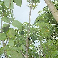 Carica pubescens.<br>Photographer: John Smith-Dodsworth, Licence: <a target='_blank' href='https://creativecommons.org/licenses/by-nc/4.0'>CC BY-NC</a>.