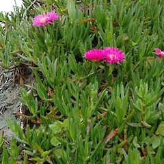 Turakina. Nov 2006.<br>Photographer: Colin C. Ogle, Licence: <a target='_blank' href='https://creativecommons.org/licenses/by-nc/4.0'>CC BY-NC</a>.