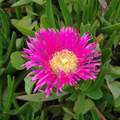 Turakina. Nov 2006.<br>Photographer: Colin C. Ogle, Licence: <a target='_blank' href='https://creativecommons.org/licenses/by-nc/4.0'>CC BY-NC</a>.