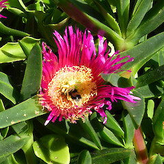 Flower with bumble bee, in waste area, Castlecliff Beach, Whanganui.<br>Photographer: Colin C. Ogle, Date taken: 11/09/2016, Licence: <a target='_blank' href='https://creativecommons.org/licenses/by-nc/4.0'>CC BY-NC</a>. <a class='member-message' href='/nzpcn/why-join-nzpcn/' target='_blank'>Members can view a larger version of this image.</a>