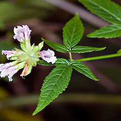 Inflorescence and foliage. Kaiwharawhara Stream, Wellington.<br>Photographer: Jeremy R. Rolfe, Date taken: 08/01/2007, Licence: <a target='_blank' href='https://creativecommons.org/licenses/by/4.0'>CC BY</a>. <a class='member-message' href='/nzpcn/why-join-nzpcn/' target='_blank'>Members can view a larger version of this image.</a>