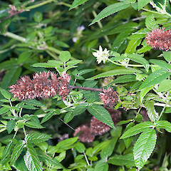Mature seed heads. Belont Regional Park, Lower Hutt.<br>Photographer: Jeremy R. Rolfe, Date taken: 02/05/2010, Licence: <a target='_blank' href='https://creativecommons.org/licenses/by/4.0'>CC BY</a>. <a class='member-message' href='/nzpcn/why-join-nzpcn/' target='_blank'>Members can view a larger version of this image.</a>