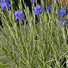 Centaurea cyanus