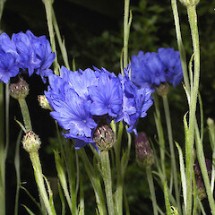 In cultivation.<br>Photographer: John Smith-Dodsworth, Licence: <a target='_blank' href='https://creativecommons.org/licenses/by-nc/4.0'>CC BY-NC</a>. <a class='member-message' href='/nzpcn/why-join-nzpcn/' target='_blank'>Members can view a larger version of this image.</a>