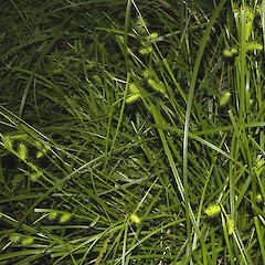 Carex lurida, Howarth wetland, Te Aroha.<br>Photographer: John Smith-Dodsworth, Licence: <a target='_blank' href='https://creativecommons.org/licenses/by-nc/4.0'>CC BY-NC</a>. <a class='member-message' href='/nzpcn/why-join-nzpcn/' target='_blank'>Members can view a larger version of this image.</a>