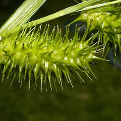 Carex lurida