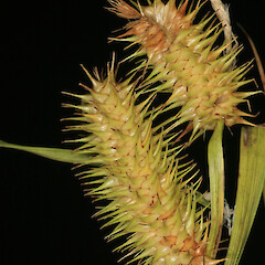 Carex lurida.<br>Photographer: Trevor James, Date taken: 01/02/2008, Licence: All rights reserved. <a class='member-message' href='/nzpcn/why-join-nzpcn/' target='_blank'>Members can view a larger version of this image.</a>