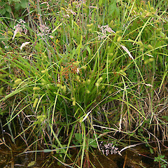 Carex lurida.<br>Photographer: Trevor James, Date taken: 23/12/2004, Licence: All rights reserved. <a class='member-message' href='/nzpcn/why-join-nzpcn/' target='_blank'>Members can view a larger version of this image.</a>