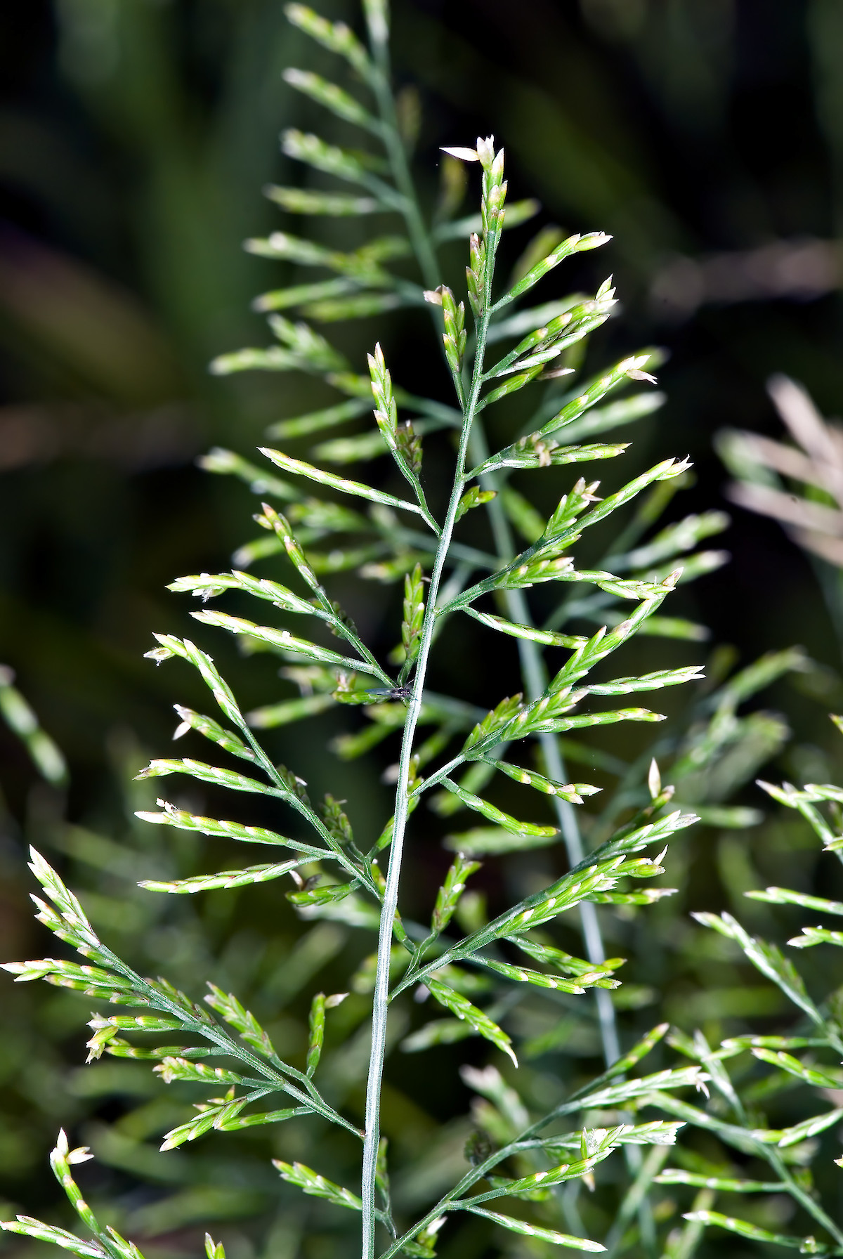 Catapodium rigidum • New Zealand Plant Conservation Network