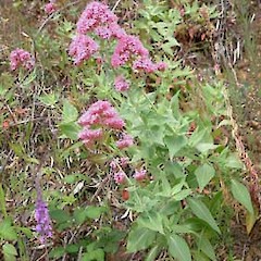 Centranthus ruber.<br>Photographer: John Smith-Dodsworth, Licence: <a target='_blank' href='https://creativecommons.org/licenses/by-nc/4.0'>CC BY-NC</a>.