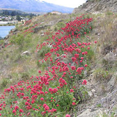 Cromwell.<br>Photographer: John Barkla, Licence: <a target='_blank' href='https://creativecommons.org/licenses/by/4.0'>CC BY</a>.
