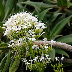 White flowered form. Whanganui. Nov 2011.<br>Photographer: Colin C. Ogle, Licence: <a target='_blank' href='https://creativecommons.org/licenses/by-nc/4.0'>CC BY-NC</a>.