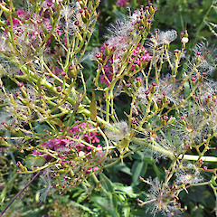 Fruit. Whanganui. Dec 2011.<br>Photographer: Colin C. Ogle, Licence: <a target='_blank' href='https://creativecommons.org/licenses/by-nc/4.0'>CC BY-NC</a>.